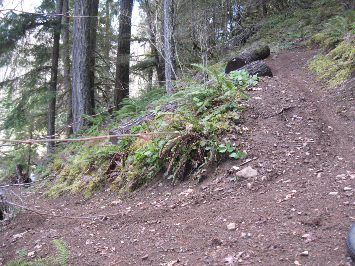 A dirt trail winding through a lush forest, with tall trees and ferns on either side. The trail is slightly steep and bordered by logs and greenery. Sunlight filters through the branches, creating a serene outdoor atmosphere. Middle Fork Trail mountain bike trail.