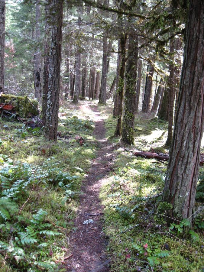 A winding dirt path through a lush forest, surrounded by tall trees and green ferns. Sunlight filters through the leaves, casting gentle shadows on the ground. The scene conveys a tranquil, natural setting ideal for hiking or walking. Middle Fork Trail mountain bike trail.