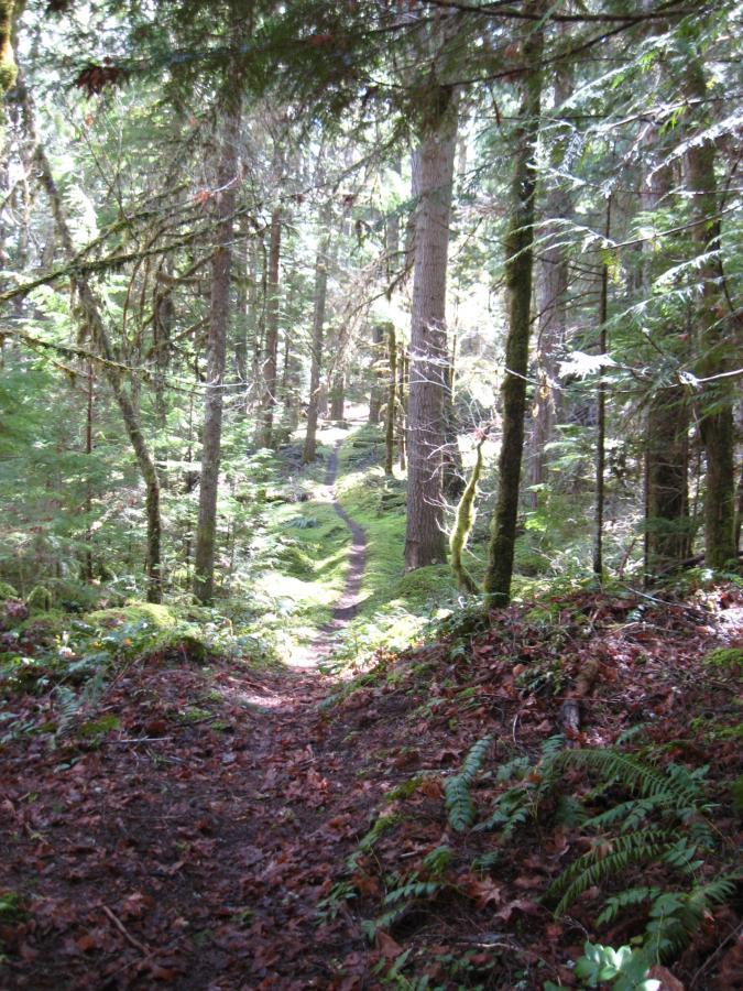 A winding dirt path leads through a sunlit forest, surrounded by tall trees and dense greenery. Ferns and leaves cover the ground, creating a tranquil and inviting atmosphere. Middle Fork Trail mountain bike trail.