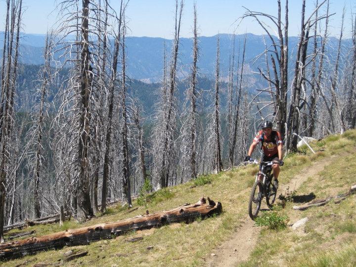 A mountain biker riding along a dirt trail through a forest of dead trees, with a panoramic view of mountains in the background. The landscape is sunny and clear, showcasing a mix of grassy areas and fallen logs along the path.