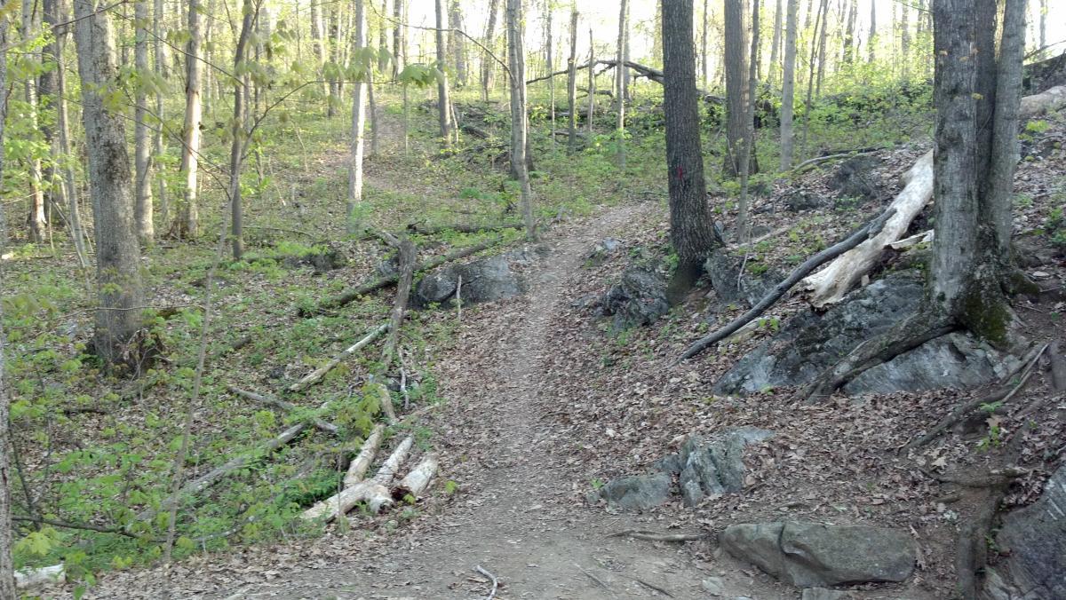 A narrow dirt path winding through a wooded area with green foliage and fallen leaves. The trail is flanked by trees and rocks, leading deeper into the forest. Sugar Hollow Park mountain bike trail.