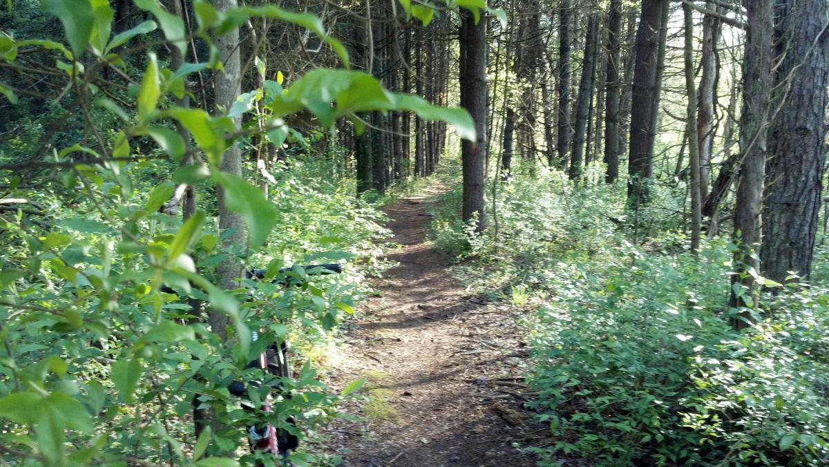 A narrow dirt path winding through a lush green forest, flanked by tall trees and vibrant foliage, with sunlight filtering through the branches. A bicycle is partially visible on the left side of the image. Sugar Hollow Park mountain bike trail.