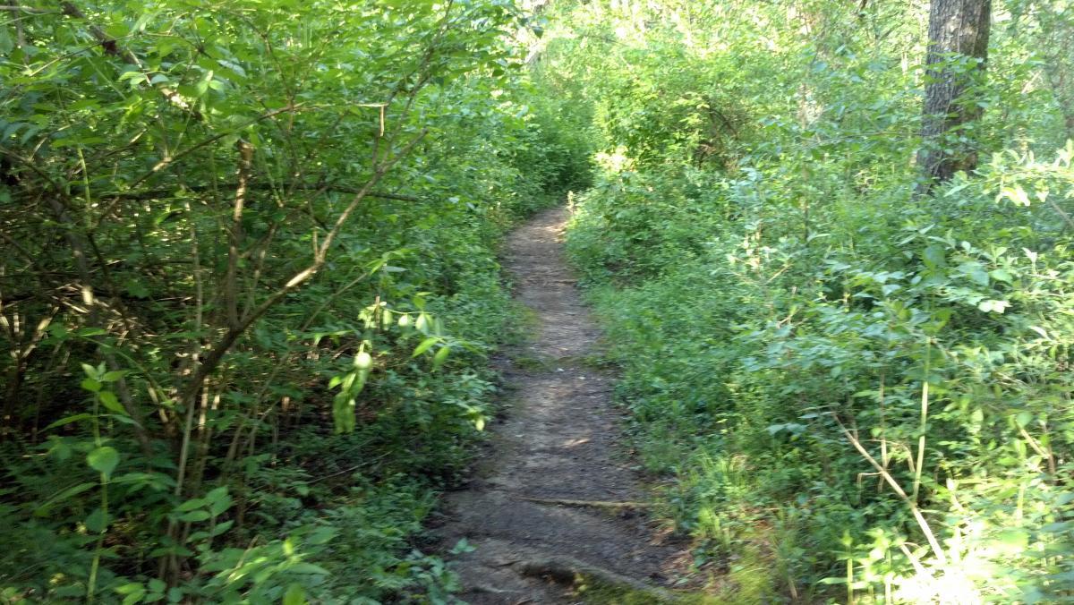 A narrow dirt path winding through a lush green forest, surrounded by dense foliage and tall shrubs on either side, with sunlight filtering through the trees. Sugar Hollow Park mountain bike trail.