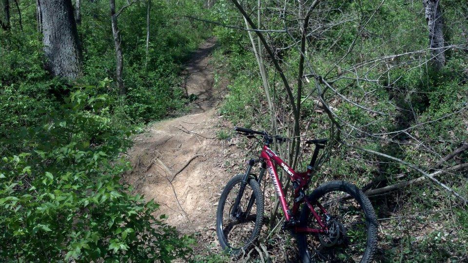 A mountain bike resting against a small tree on a winding dirt trail surrounded by lush greenery and bushes, indicating a tranquil forest area. Sugar Hollow Park mountain bike trail.