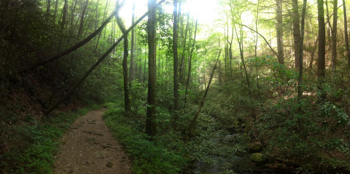 A serene forest path winding through lush greenery, with tall trees and dappled sunlight filtering through the leaves. A gentle stream runs alongside the trail, surrounded by rich foliage and a natural, tranquil atmosphere. Bear Creek mountain bike trail.