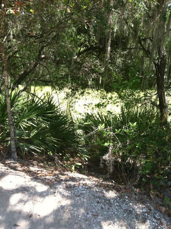 A dense, green woodland area with various types of plants, including palm fronds and leafy shrubs, under a bright blue sky. Sunlight filters through the trees, casting dappled light on the ground along a gravel path. Alafia River State Park mountain bike trail.