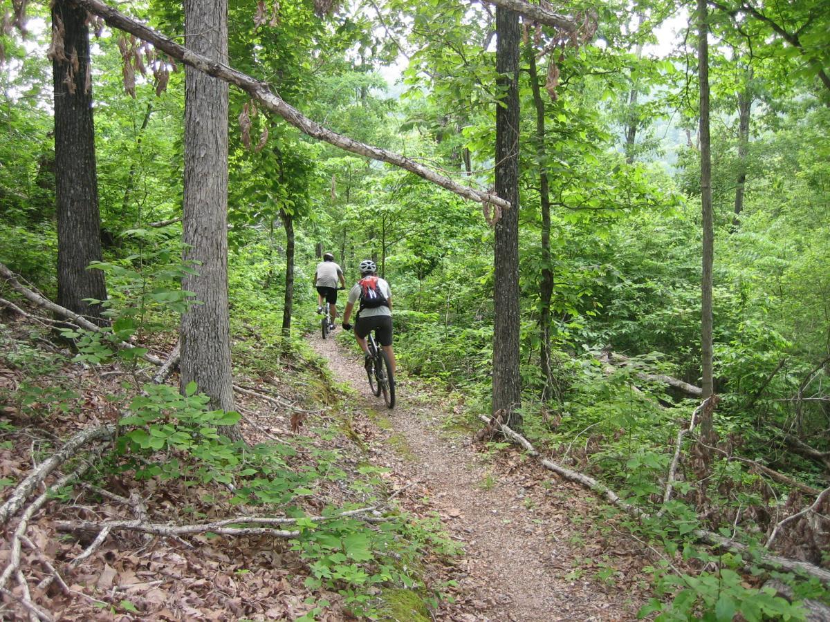 Two mountain bikers riding on a narrow, gravel trail through a lush green forest. Tall trees and dense foliage surround the path, creating a serene and natural environment. The bikers are dressed in activewear, and the scene conveys a sense of adventure and enjoyment of the outdoors. Syllamo Trails mountain bike trail.