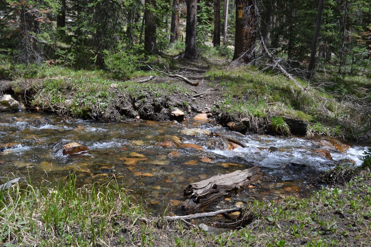 A serene forest stream flowing over smooth stones, surrounded by lush green grass and trees. Sunlight filters through the leaves, creating a peaceful natural setting. French Creek Canyon mountain bike trail.