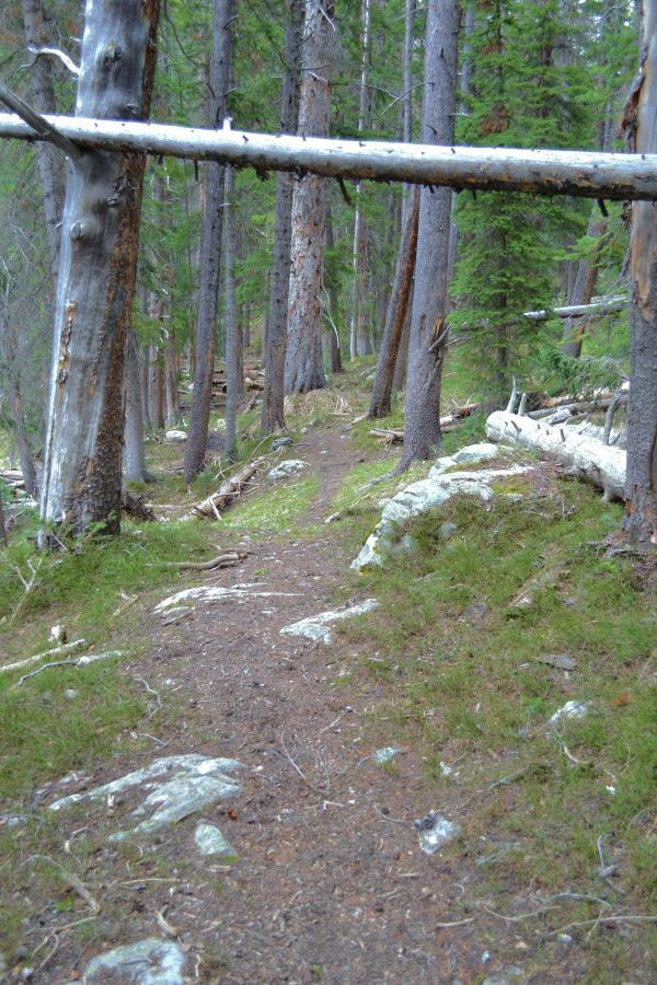 A narrow dirt path winding through a dense forest, flanked by tall, green coniferous trees. Some fallen branches and rocks are visible on the ground, with patches of grass and moss covering the forest floor. A fallen tree trunk crosses the path, adding to the natural landscape. French Creek Canyon mountain bike trail.