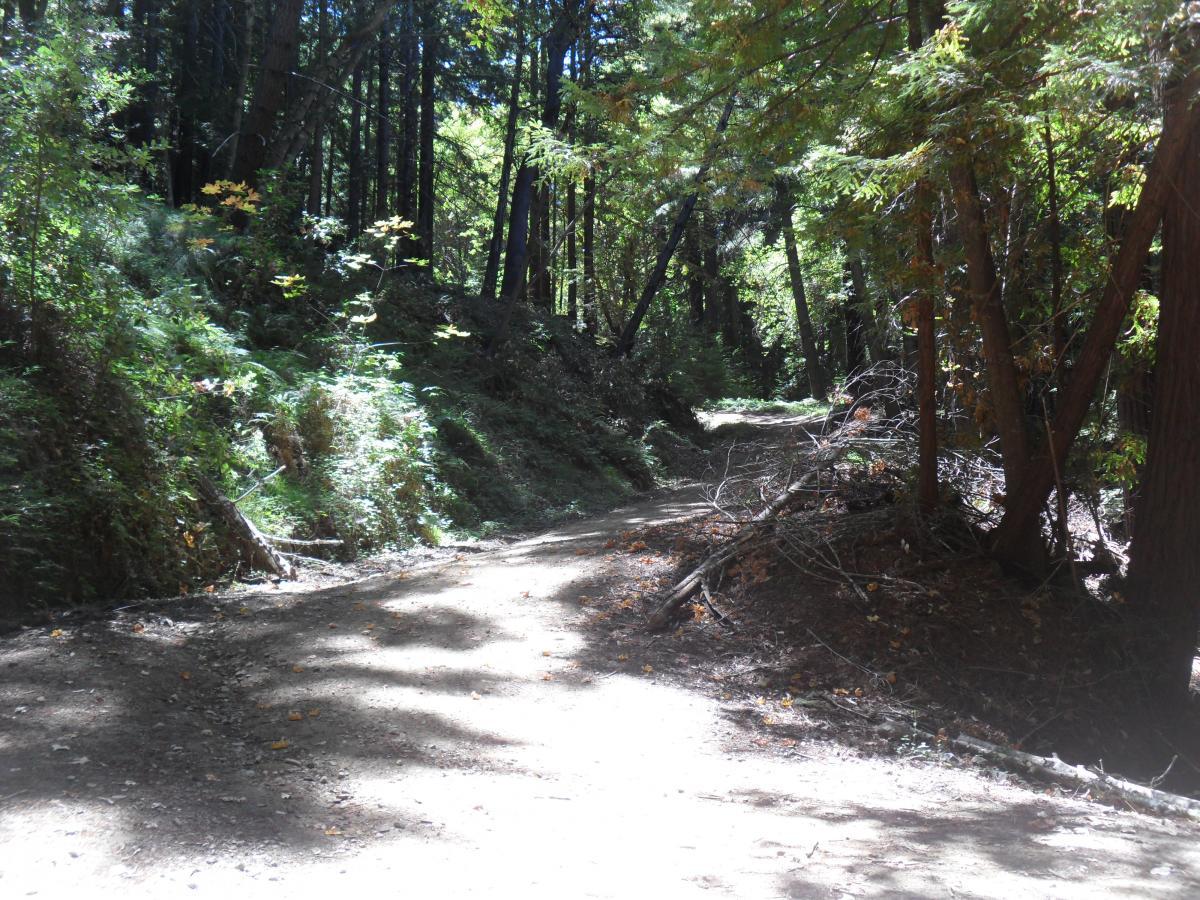 A sunlit dirt path winding through a lush green forest, surrounded by tall trees and undergrowth. Light filters through the leaves, creating dappled shadows on the ground. Forest Of Nisene Marks and Soquel Demonstration Forest mountain bike trail.