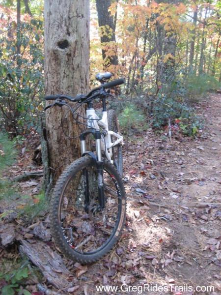 Airborne Zeppelin Elite: A mountain bike leaned against a tree on a dirt trail, surrounded by colorful autumn foliage. The ground is covered with fallen leaves, and the scene reflects a sunny day in a forested area.