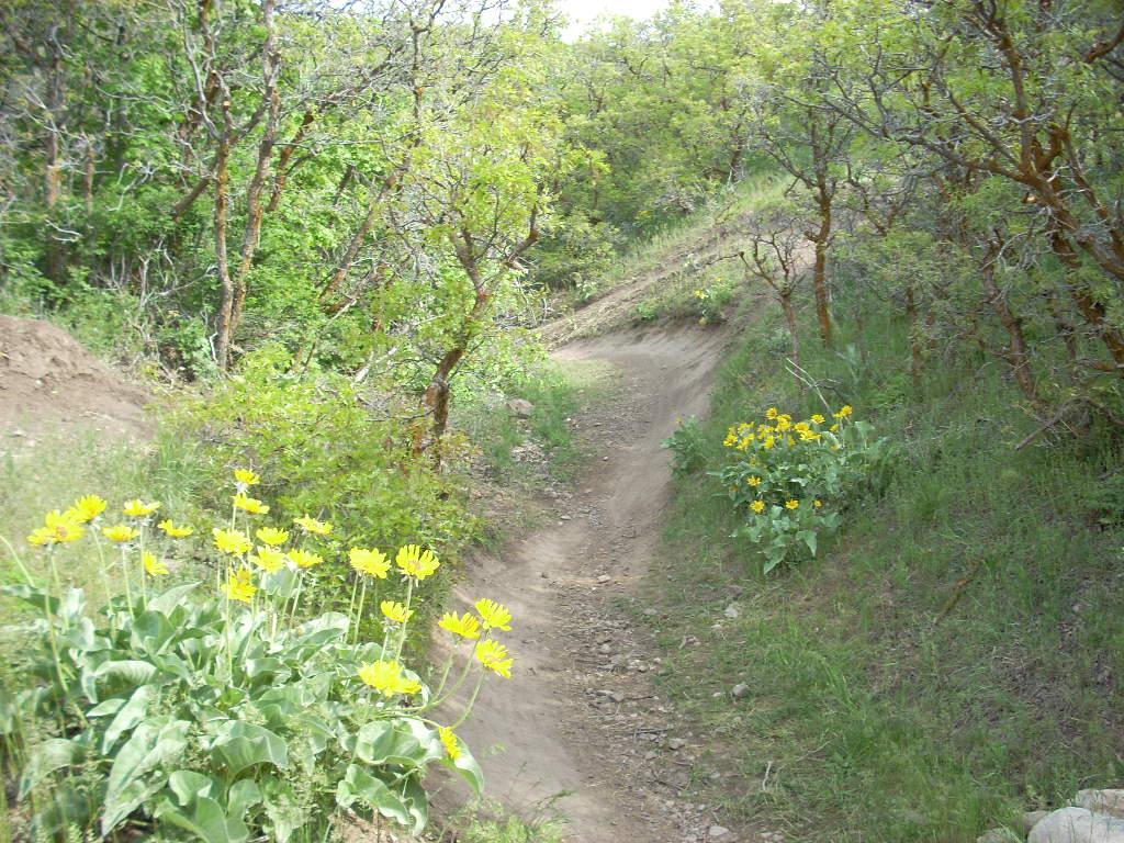 A winding dirt path surrounded by lush greenery, with clusters of bright yellow wildflowers on either side. The scene depicts a tranquil natural setting with trees and underbrush in the background. Bonneville Shoreline Trail - Northern Salt Lake City mountain bike trail.