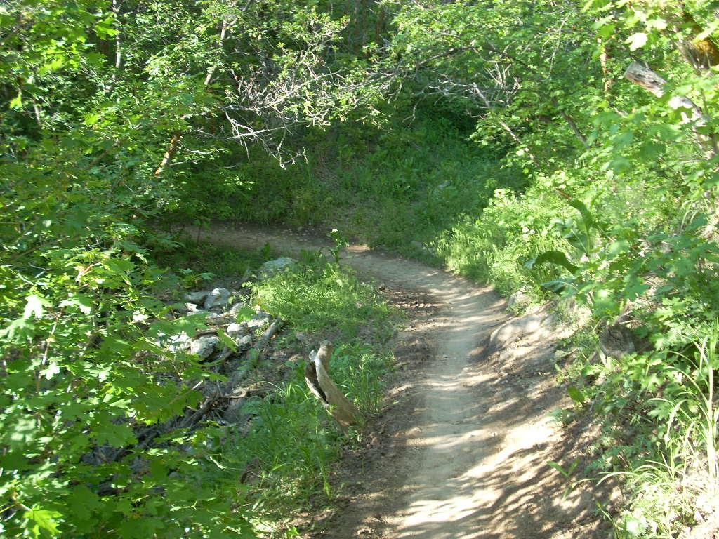A dirt path winds through a lush green forest, bordered by bushes and trees. Sunlight filters through the leaves, creating dappled patterns on the ground. The path appears to lead around a bend, suggesting an inviting trail for hiking or walking. Rocks and fallen branches are visible along the edges, adding to the natural scenery. Bonneville Shoreline Trail - Northern Salt Lake City mountain bike trail.