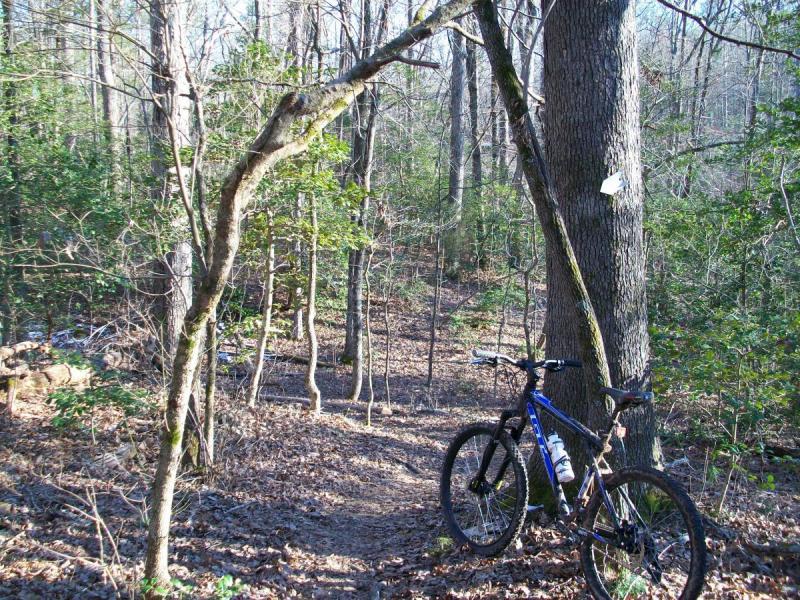 GT Avalanche 2.0: A mountain bike resting against a tree along a narrow trail, surrounded by a forest of bare and green trees. The ground is covered with fallen leaves, and the scene is illuminated by soft sunlight filtering through the branches.