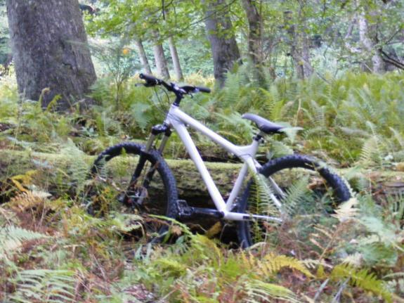 Gary Fisher Mullet: A mountain bike partially hidden among ferns and trees in a wooded area. The bike has a white frame and black tires, indicating potential use for off-road trails.