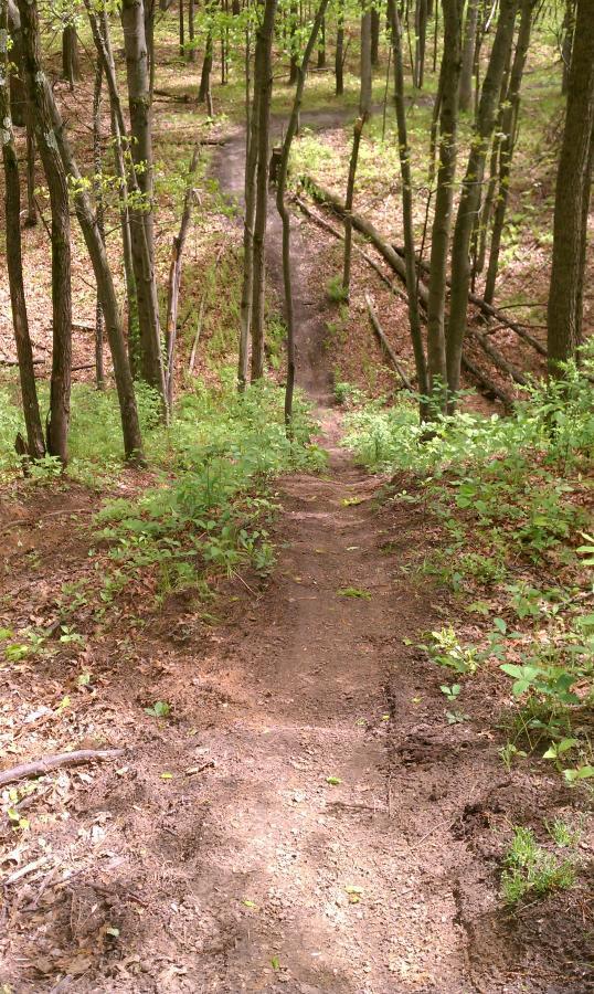 A dirt trail winding through a lush green forest, surrounded by trees and undergrowth, leading downhill. Sunlight filters through the leaves, casting dappled shadows on the path. Cemetery Loop mountain bike trail.
