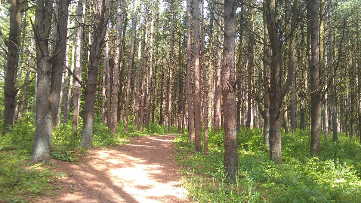 A sunlit forest path winding through tall trees, with lush green undergrowth on either side. Koehler-andre Black River Trail mountain bike trail.
