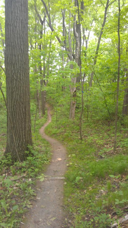 A narrow, winding dirt trail bordered by lush greenery and tall trees, leading through a peaceful forest setting. The path is lightly worn and curves gently out of sight, surrounded by vibrant green foliage and underbrush. Greenbush mountain bike trail.