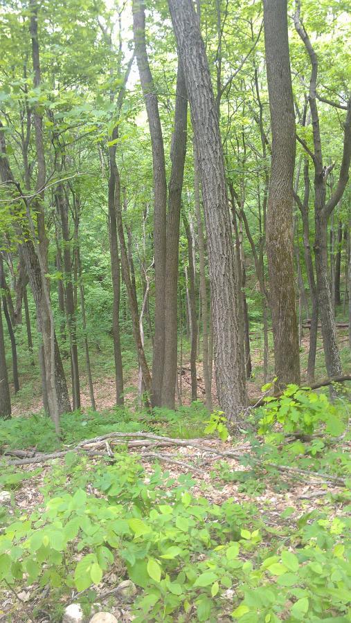 A lush, green forest scene featuring tall trees with a variety of bark textures and a dense canopy overhead. The ground is covered with leaves and small plants, while the underbrush includes fallen branches and rocks, creating a natural, serene atmosphere. Greenbush mountain bike trail.