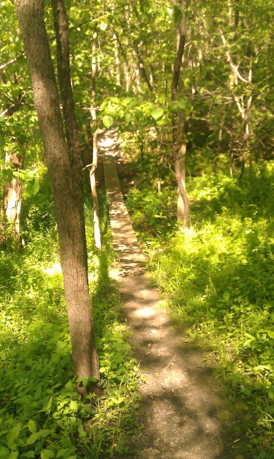 A narrow, wooded trail winding through a vibrant green forest, with sunlight filtering through the leaves and casting shadows on the ground. The path is bordered by tall trees and thick undergrowth, suggesting a peaceful, natural setting. Beverly Park mountain bike trail.