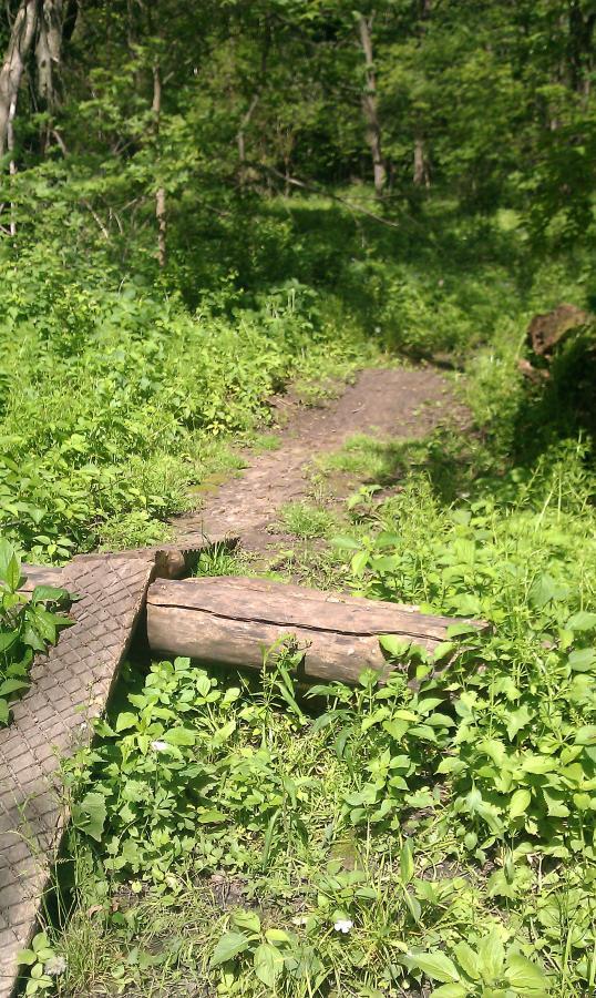 A narrow dirt path surrounded by lush green vegetation, leading through a wooded area. A wooden log is positioned on the path, covered partially by greenery, indicating a natural setting. Sunlight filters through the trees, creating a serene atmosphere. Beverly Park mountain bike trail.