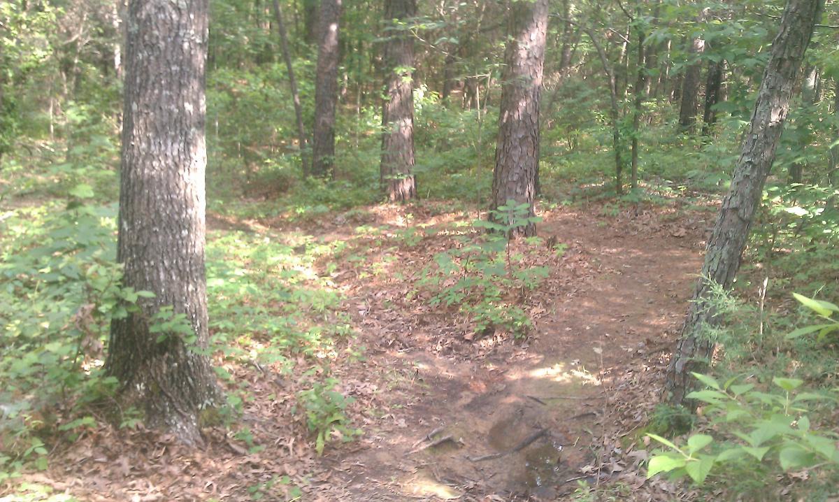 A wooded trail in a forest, surrounded by tall trees and green foliage, with a path that curves to the right on a dirt surface. Fallen leaves are scattered on the ground, creating a natural, serene atmosphere. Barber Hills Trail at Pat Mayse Lake mountain bike trail.