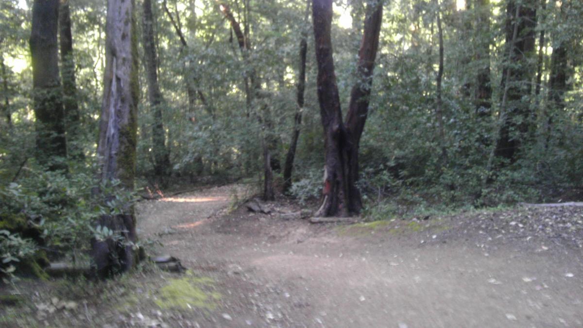 A winding dirt path through a dense forest, surrounded by tall trees and lush greenery. Sunlight filters through the canopy, creating a dappled effect on the ground. El Corte De Madera Creek Open Space mountain bike trail.