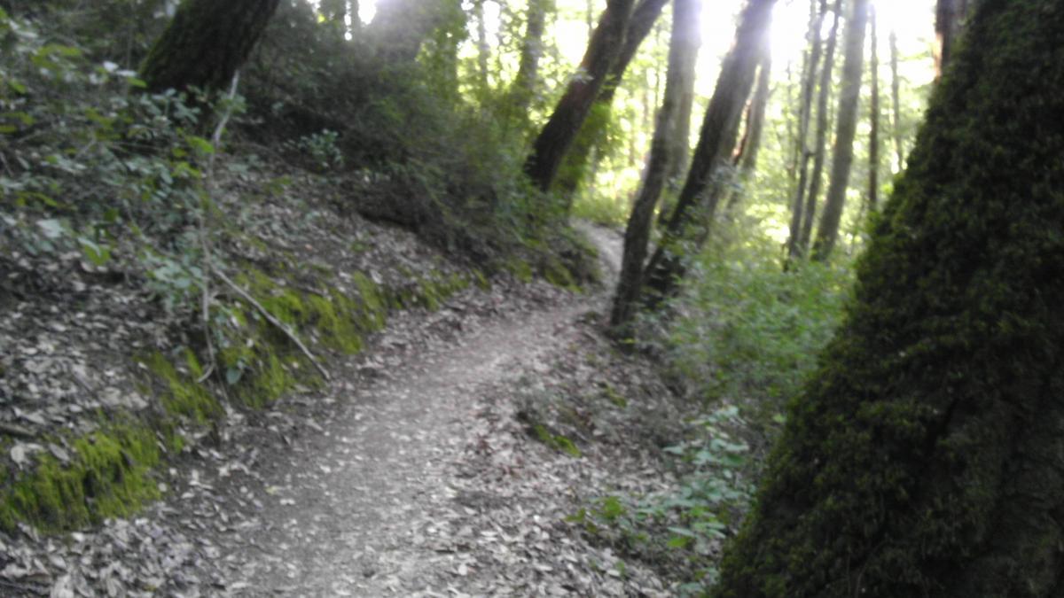 A narrow, winding dirt path through a lush forest, surrounded by greenery and tall trees. Sunlight filters through the branches, creating dappled light on the trail, which is lined with leaves and moss. El Corte De Madera Creek Open Space mountain bike trail.