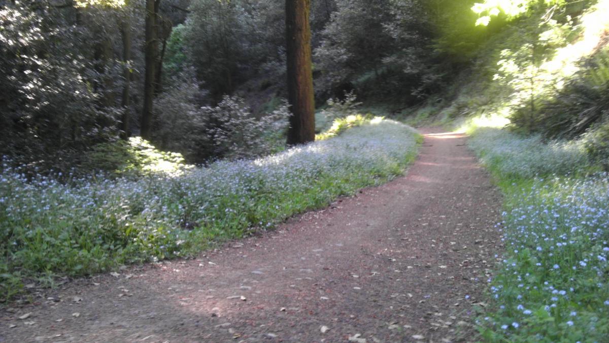 A winding dirt path surrounded by lush greenery, with blue flowers lining both sides of the trail. Tall trees tower overhead, creating a serene and tranquil atmosphere in a forested area. Sunlight filters through the leaves, casting gentle shadows on the ground. El Corte De Madera Creek Open Space mountain bike trail.
