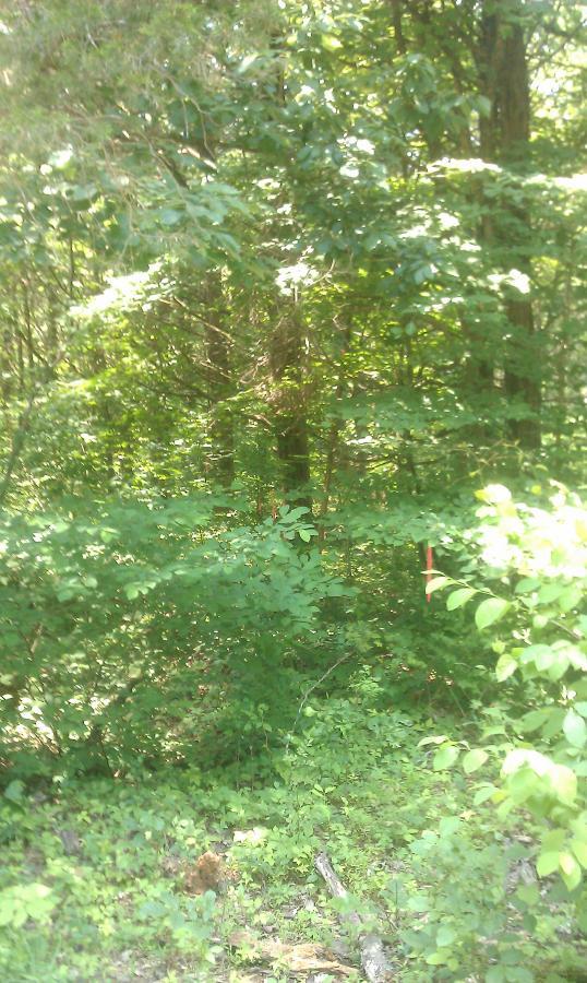 A dense forest scene featuring lush green foliage, including various trees and underbrush. Visible are small areas of sunlight filtering through the leaves, creating a vibrant natural atmosphere. Two red markers can be seen amid the greenery, possibly indicating a trail or location within the woods. O'bannon Woods mountain bike trail.
