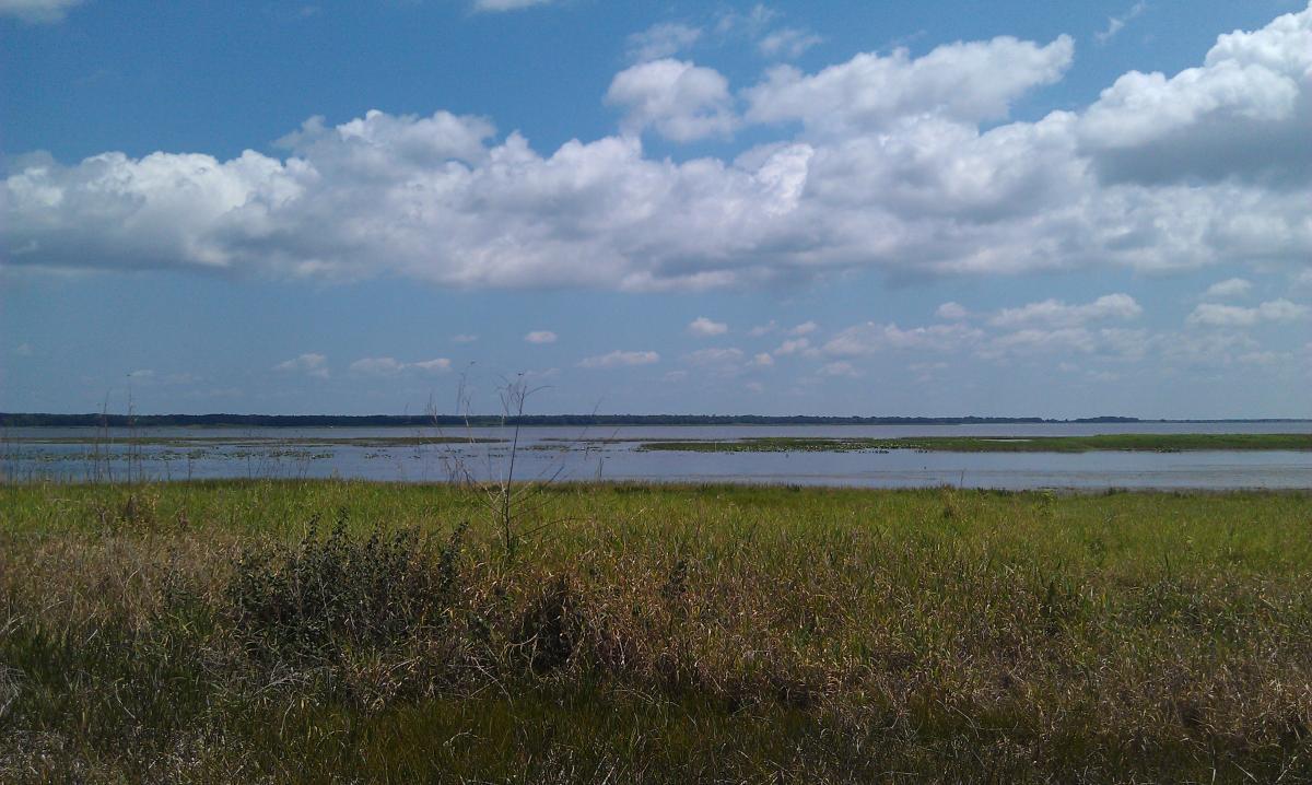A serene landscape featuring a calm water body surrounded by lush green grass and tall reeds under a blue sky dotted with white clouds. The horizon shows a line of distant trees, reflecting a peaceful natural setting. Lake Kissimmee State Park mountain bike trail.