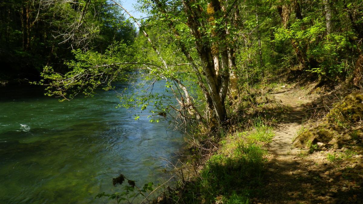 A serene view of a riverbank surrounded by lush greenery. Sunlight filters through the trees, casting dappled light on the water. A narrow, winding path runs along the river, inviting exploration of the tranquil natural environment. North Fork (lower Sect.) mountain bike trail.