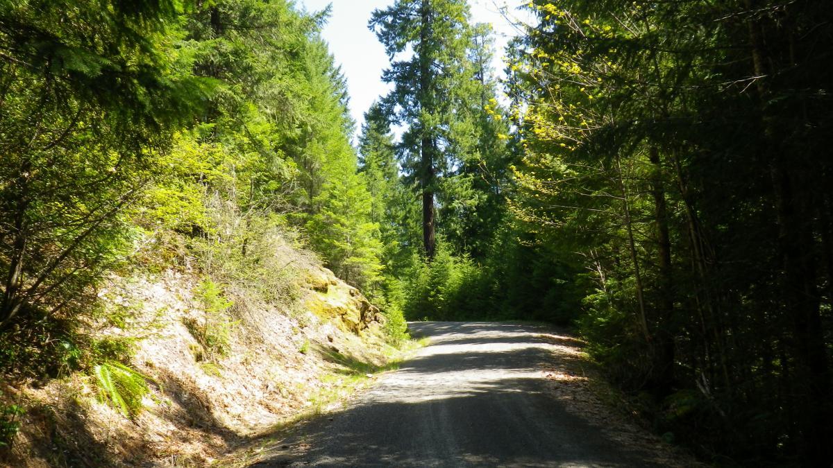 A winding gravel road surrounded by lush green trees and foliage under a clear blue sky, creating a serene natural landscape. Alpine Trail mountain bike trail.