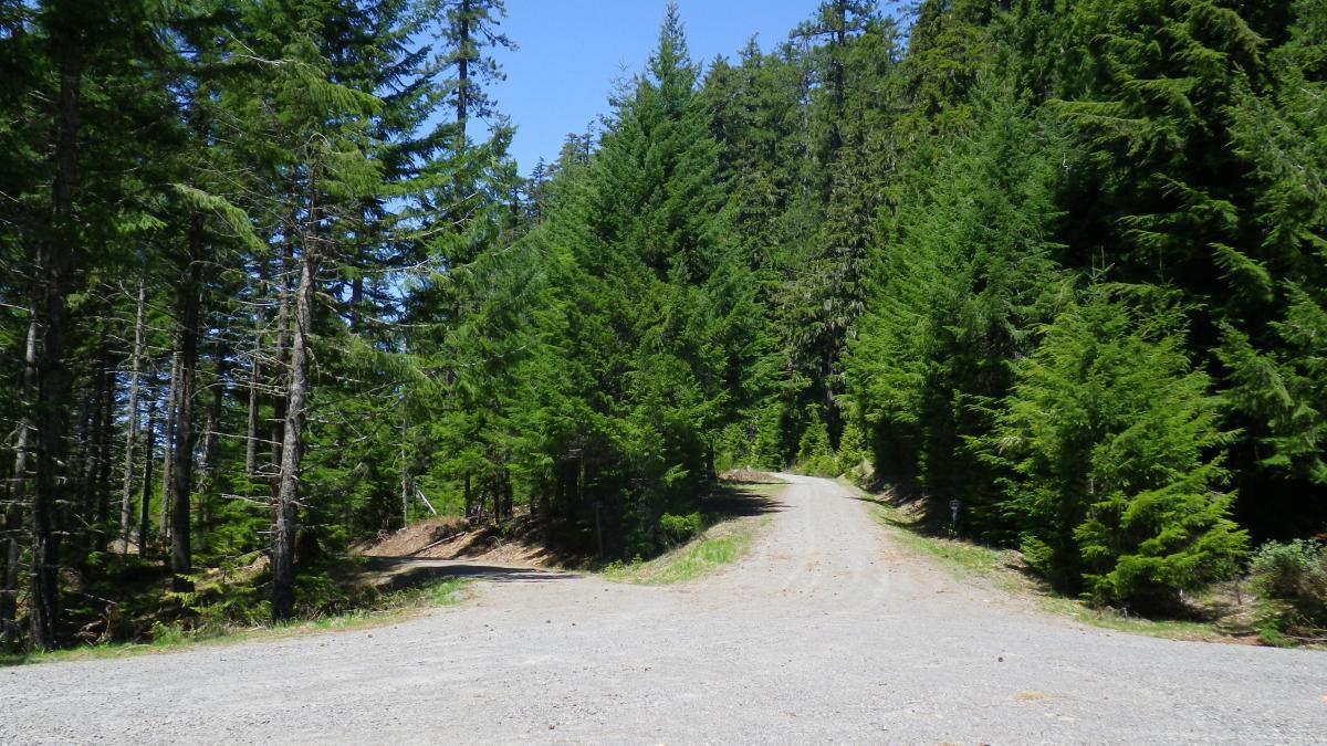 A scenic view of a gravel pathway diverging in a forest, surrounded by tall evergreen trees under a clear blue sky. The left path leads into a shaded area, while the right path continues toward a sunlit section of the woods. Alpine Trail mountain bike trail.