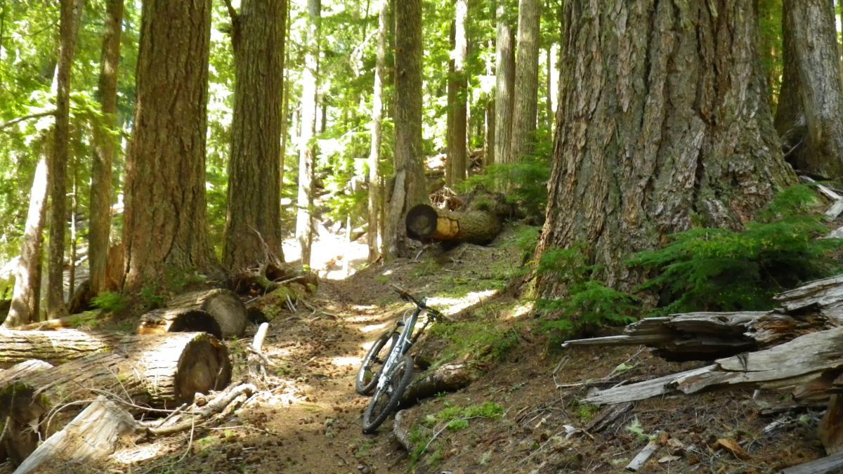 A mountain bike rests on a dirt trail surrounded by tall trees and fallen logs in a lush forest setting. Sunlight filters through the foliage, illuminating the vibrant greenery and creating a serene outdoor atmosphere. Alpine Trail mountain bike trail.