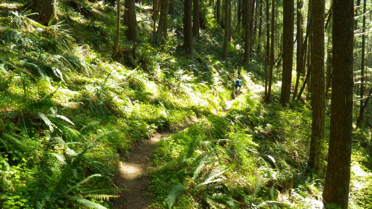 A sunlit forest trail winding through lush greenery, surrounded by tall trees and ferns. A lone hiker can be seen in the distance, walking along the path. Alpine Trail mountain bike trail.