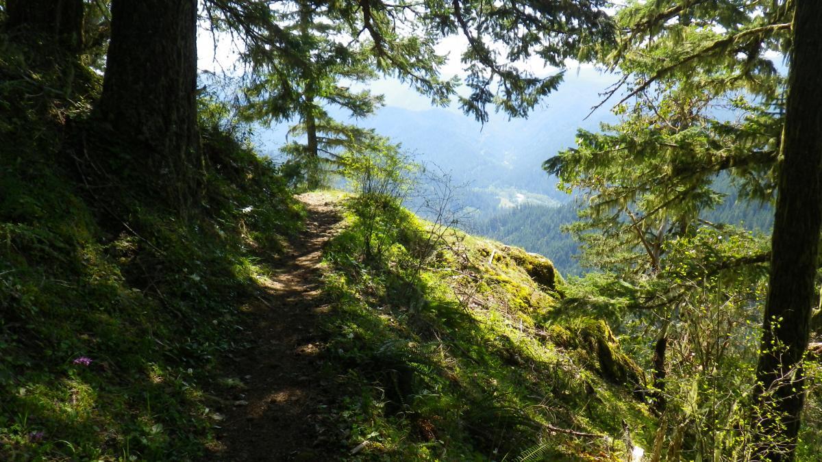 A narrow trail winding through lush greenery and trees, leading towards a scenic view of distant mountains and valleys, with sunlight filtering through the foliage. Alpine Trail mountain bike trail.