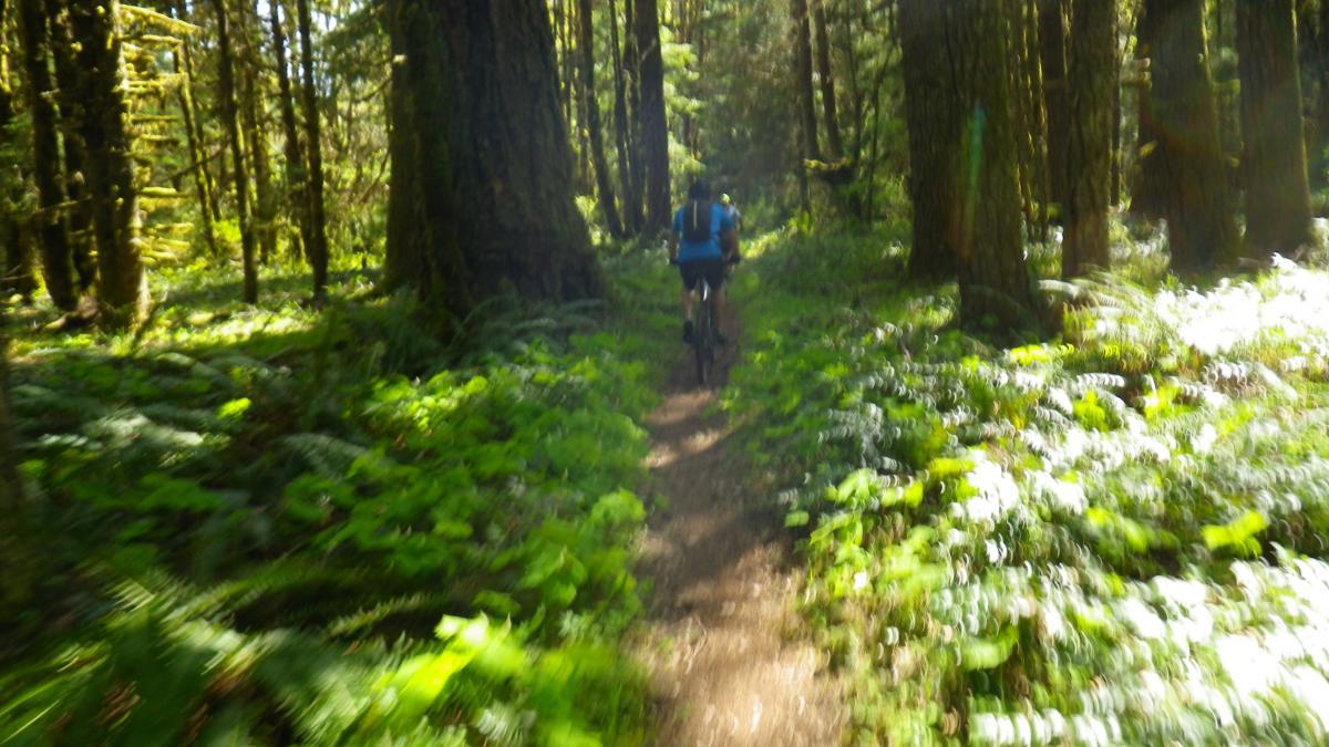 A person riding a mountain bike on a narrow trail surrounded by tall trees and lush greenery in a forest. Sunlight filters through the leaves, creating a vibrant and natural atmosphere. Alpine Trail mountain bike trail.