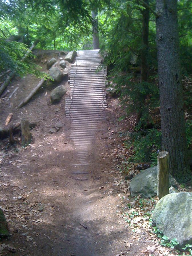 A wooden staircase leads up a slope in a forested area, surrounded by trees and large rocks. The path is covered with brown leaves and soft earth, indicating a natural setting. Sunlight filters through the foliage, creating dappled shadows on the steps. Depot Road Singletracks/FOMBA mountain bike trail.