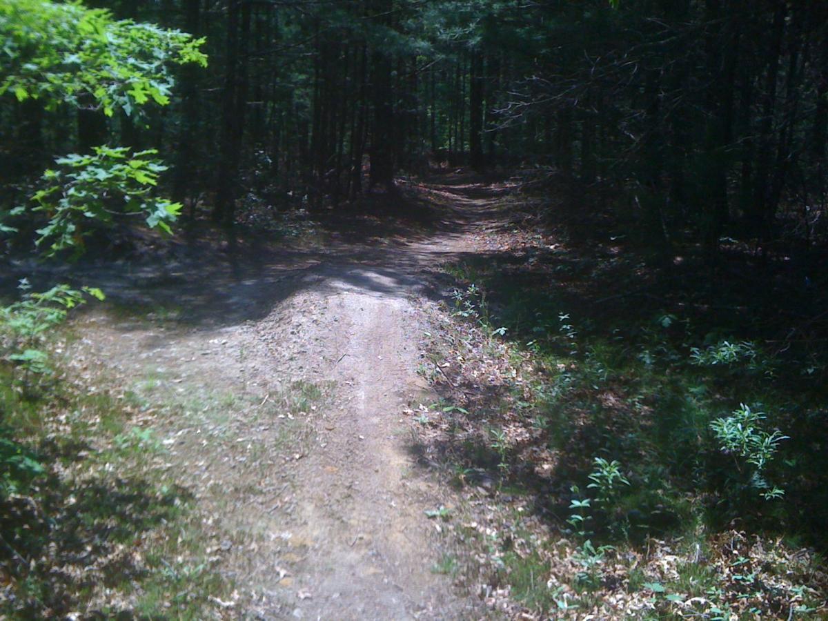 A dirt path winding through a forest, with sunlight filtering through the trees. The path splits into two directions, surrounded by greenery and fallen leaves. Carolina Hill mountain bike trail.