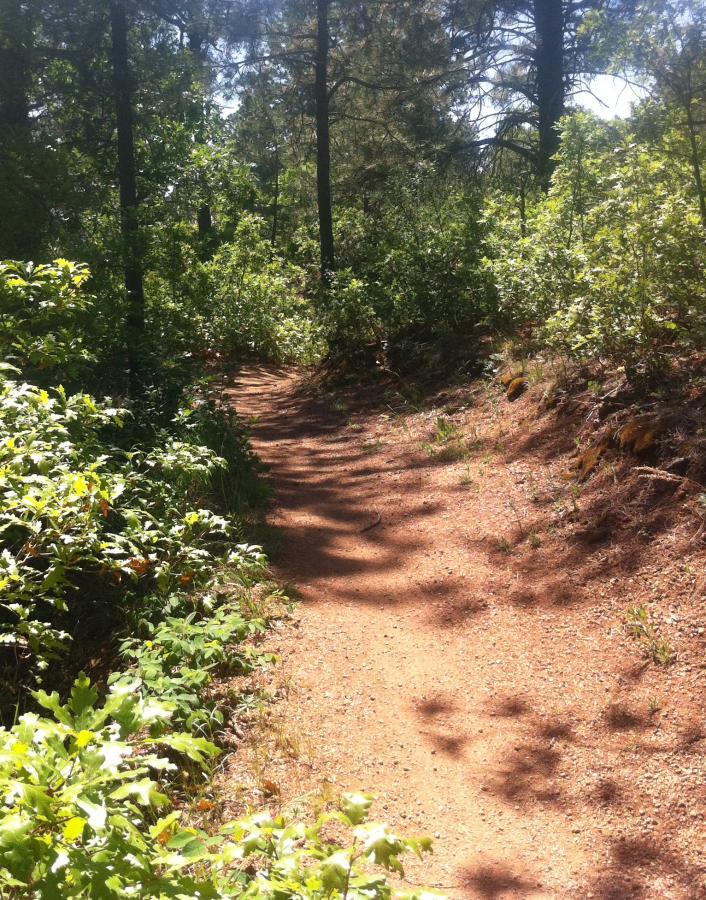 A winding dirt path surrounded by lush greenery, including trees and shrubs, with sunlight filtering through the foliage. The trail curves gently to the right, inviting exploration into the natural landscape. Stratton Open Space / The Chutes mountain bike trail.