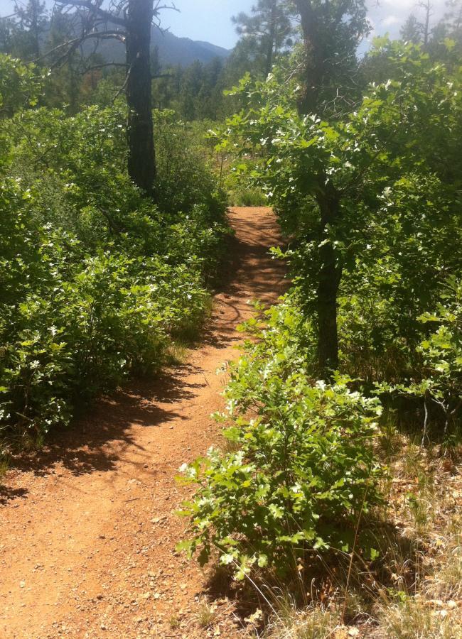 A narrow dirt path winding through lush green vegetation and trees, set in a natural landscape under a clear sky. The trail leads into the distance, flanked by bushes and sunlight filtering through the leaves. Stratton Open Space / The Chutes mountain bike trail.