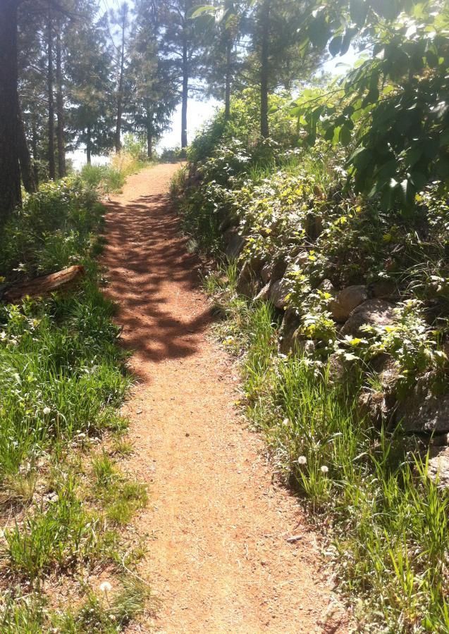 A winding dirt path surrounded by lush green grass and wildflowers, flanked by tall trees on either side, leading into a sunny, forested area. Stratton Open Space / The Chutes mountain bike trail.