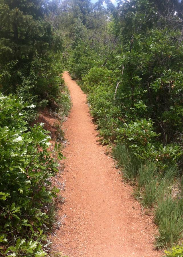 A dirt path meanders through dense greenery, surrounded by various shrubs and small trees under a clear blue sky. The trail is bordered by grass on either side, leading into a forested area. Stratton Open Space / The Chutes mountain bike trail.