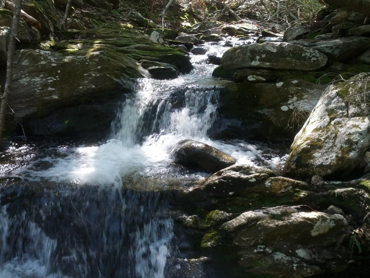 A serene stream flowing over rocks, surrounded by lush greenery and shaded by trees. The water cascades gently, creating ripples and small waterfalls, highlighting the natural beauty of the woodland environment. Carpenter