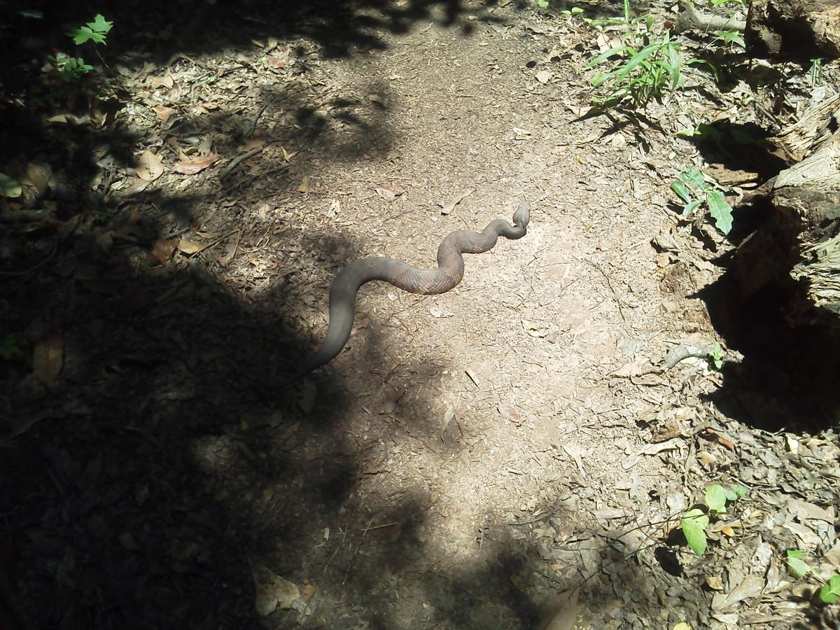 A snake slithering across a dirt path in a wooded area, surrounded by shadows and scattered leaves. Children's Home / Pig Trail mountain bike trail.
