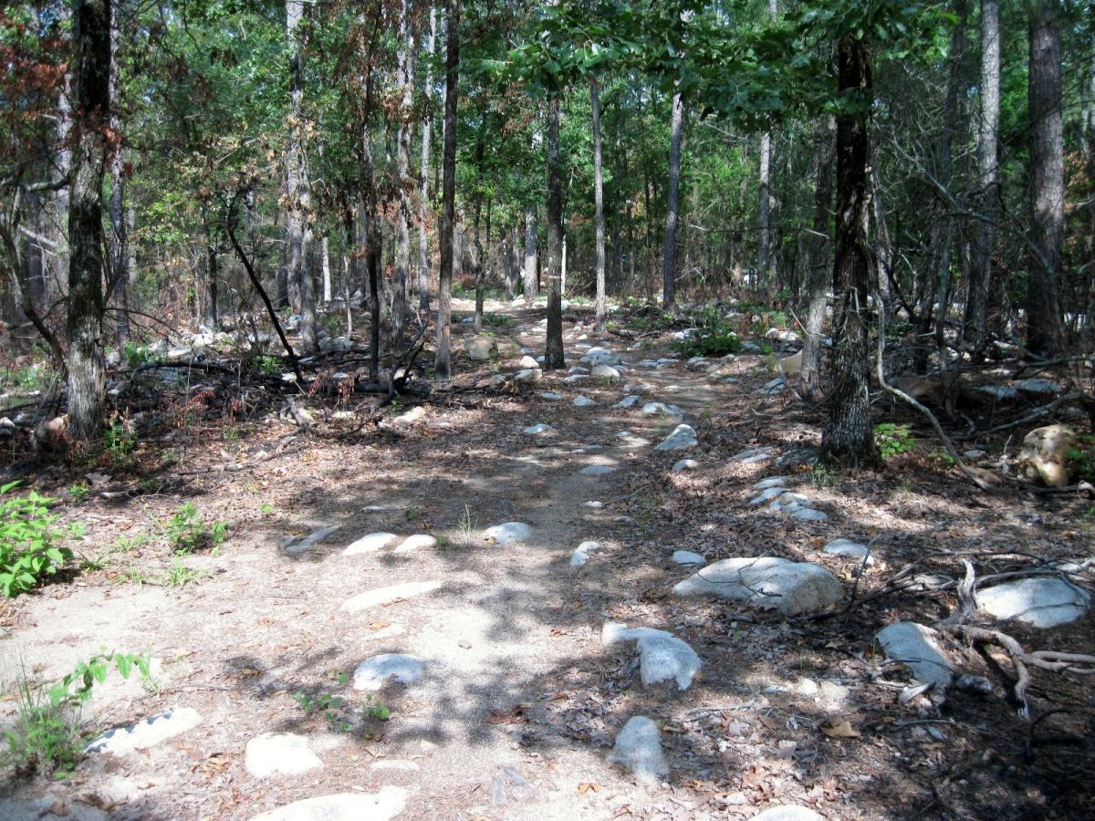 A narrow, rocky path winding through a dense forest, surrounded by tall trees and scattered rocks. Sunlight filters through the leaves, casting dappled shadows on the dirt trail, which is lined with patches of green vegetation and fallen branches. Iron Mountain mountain bike trail.