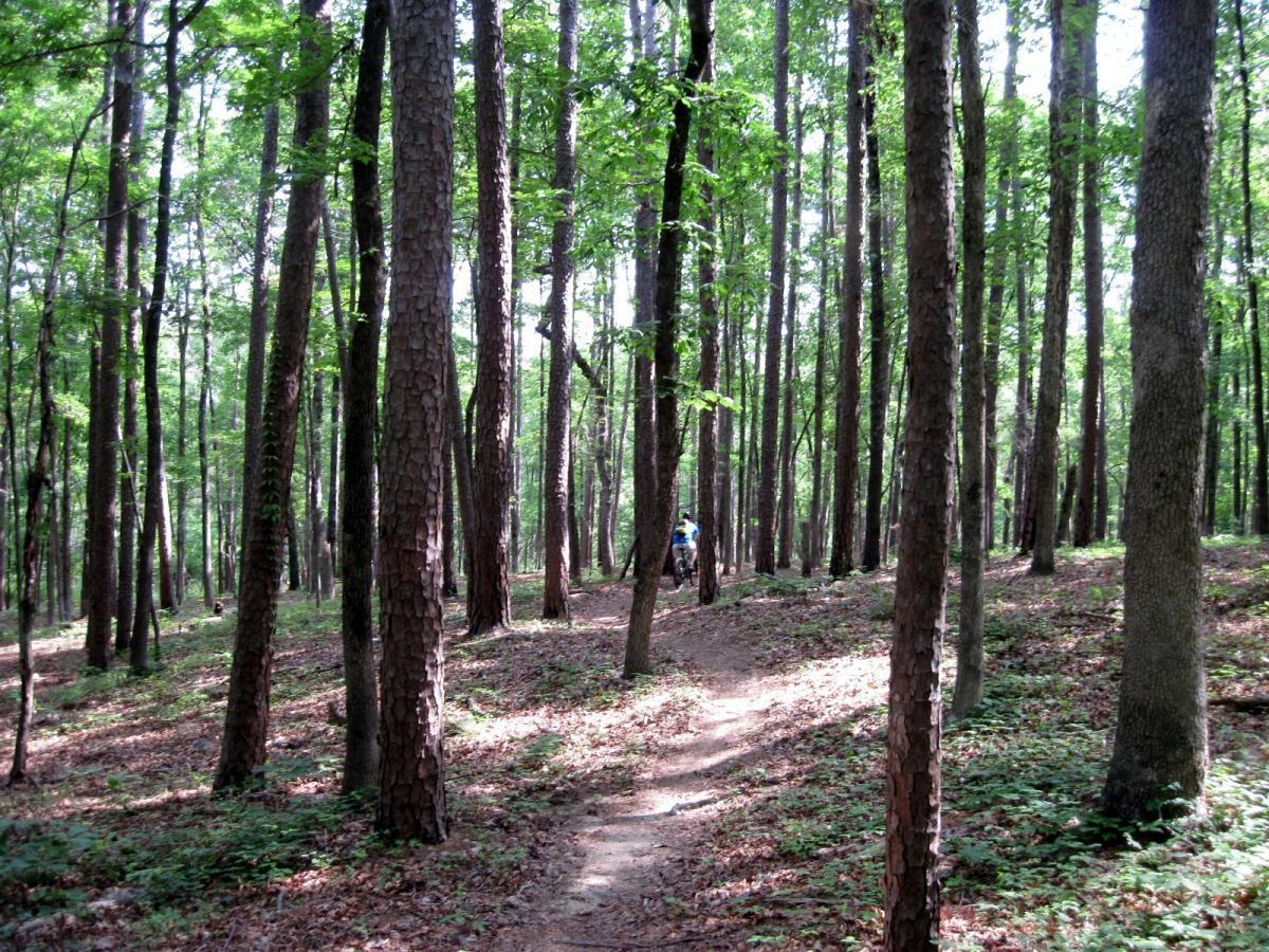 A scenic forest path winding through tall trees with bright green foliage, sunlight filtering through the leaves. A cyclist can be seen in the distance, riding along the trail amidst the natural surroundings, with a carpet of fallen leaves covering the ground. Iron Mountain mountain bike trail.