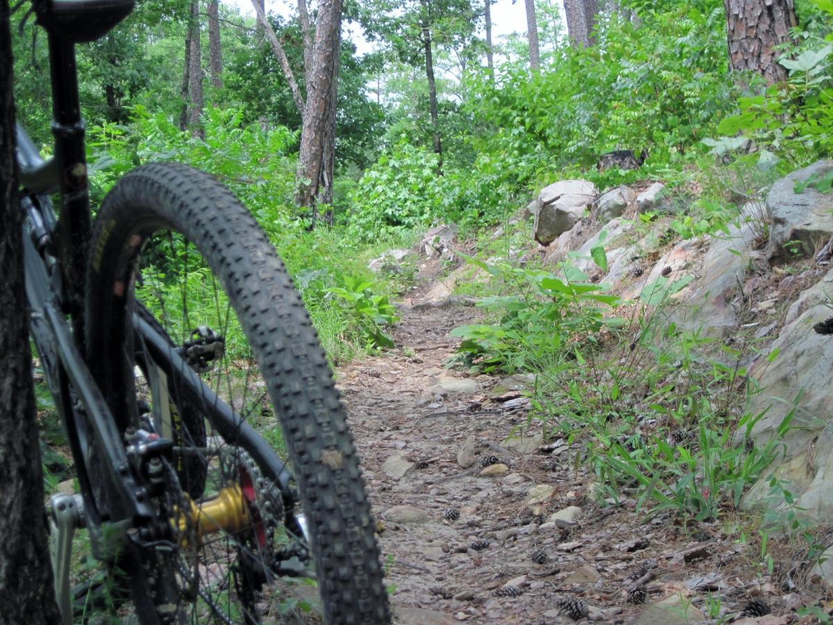 A close-up view of a mountain bike tire leaning against a tree, with a dirt trail winding through a lush green forest. The path is lined with small rocks and surrounded by dense foliage and pinecones scattered along the ground. Iron Mountain mountain bike trail.