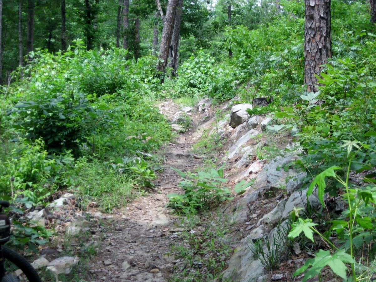 A narrow dirt path meanders through a lush, green forest, surrounded by dense foliage and rocky edges. Sunlight filters through the trees, creating a serene and natural landscape ideal for hiking or biking. Iron Mountain mountain bike trail.